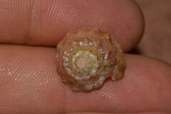 Astralium tentoriiforme
