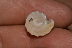 Astralium tentoriiforme