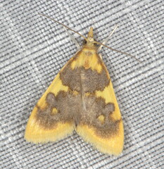Sameodesma xanthocraspia