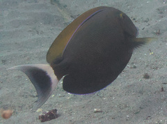 Acanthurus blochii