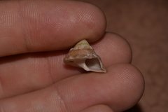 Astralium tentoriiforme
