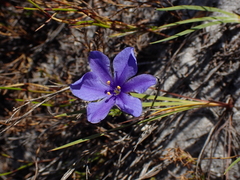 Aristea glauca