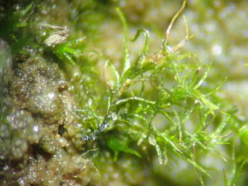 Trichodon cylindricus, 2023-01-01