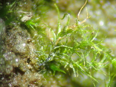 Trichodon cylindricus