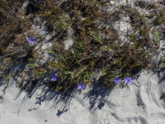 Aristea glauca