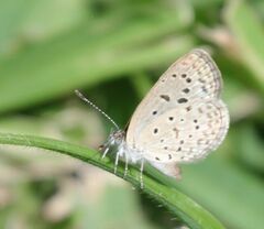 Zizeeria knysna knysna