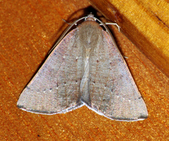 Palaeaspilates inoffensa