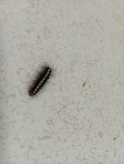 Nyctemera adversata