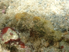 Scorpaenidae