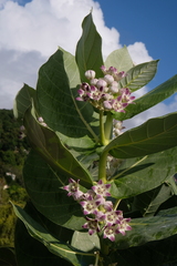 Calotropis procera