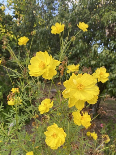 Yellow Cosmos