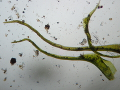 Trichodon cylindricus