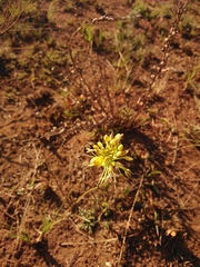 Bulbine capitata