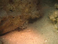 Gnatholepis caudimaculata