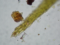 Trichodon cylindricus