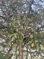 Terminalia bellirica
