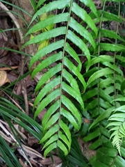 Blechnum filiforme