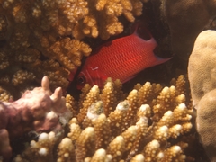 Sargocentron caudimaculatum
