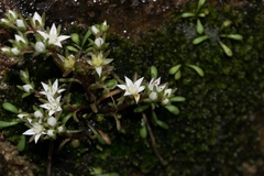 Sedum jaliscanum