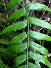 Blechnum filiforme