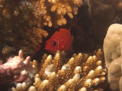 Sargocentron caudimaculatum