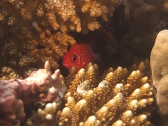 Sargocentron caudimaculatum