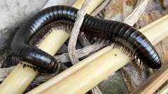 Archispirostreptus gigas