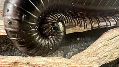 Archispirostreptus gigas