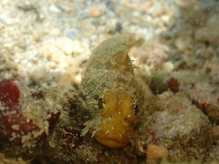 Scorpaenidae