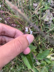 Orthosiphon thymiflorus