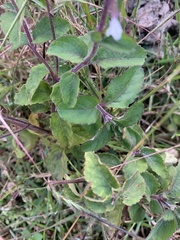 Orthosiphon thymiflorus