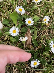 Bellis perennis