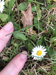 Bellis perennis
