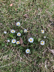 Bellis perennis