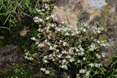 Sedum jaliscanum