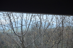 Dryobates minor buturlini