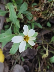 Bidens aurea