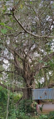 Ficus rumphii