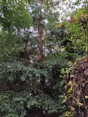 Sequoia sempervirens