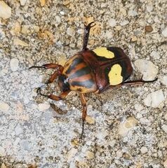 Pedinorrhina trivittata