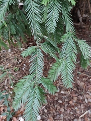 Sequoia sempervirens