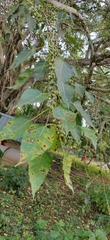 Ficus rumphii