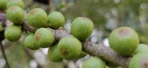 Image of Ficus rumphii by (c) T R Shankar Raman, some rights reserved (CC BY)