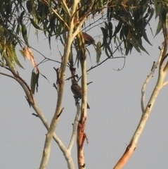 Sericulus chrysocephalus