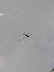 Limnogonus