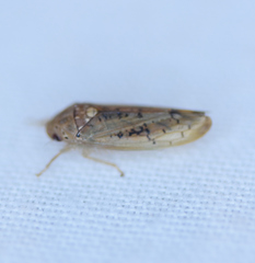 Ponana quadralaba