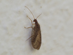 Micromus angulatus