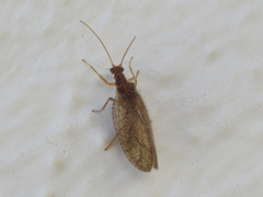 Micromus angulatus