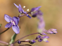 Veronica perfoliata