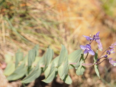 Veronica perfoliata